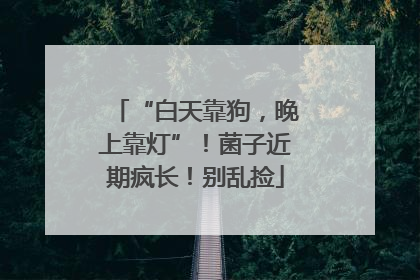 “白天靠狗，晚上靠灯”！菌子近期疯长！别乱捡