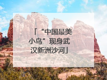 “中国最美小鸟”现身武汉新洲沙河