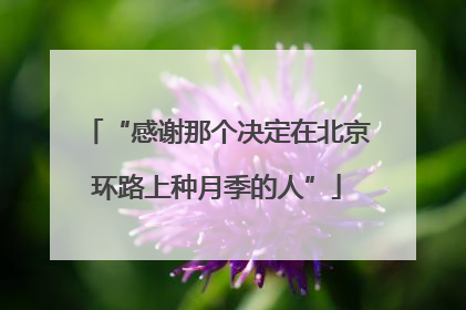 “感谢那个决定在北京环路上种月季的人”