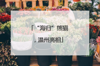 “海归”熊猫，温州亮相