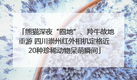 熊猫深夜“圈地”、羚牛故地重游 四川崇州红外相机定格近20种珍稀动物呆萌瞬间