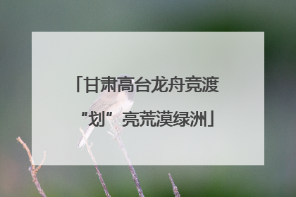 甘肃高台龙舟竞渡“划”亮荒漠绿洲