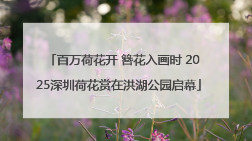 百万荷花开 簪花入画时 2025深圳荷花赏在洪湖公园启幕
