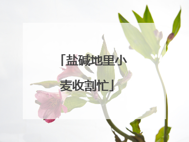 盐碱地里小麦收割忙