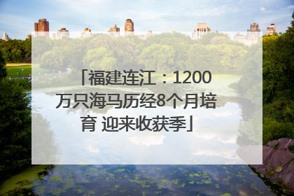 福建连江：1200万只海马历经8个月培育 迎来收获季