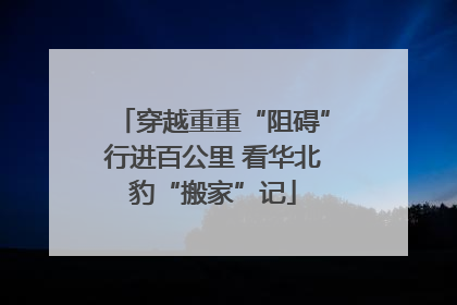 穿越重重“阻碍”行进百公里 看华北豹“搬家”记