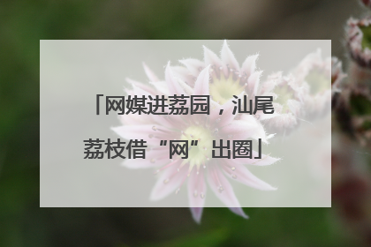 网媒进荔园，汕尾荔枝借“网”出圈