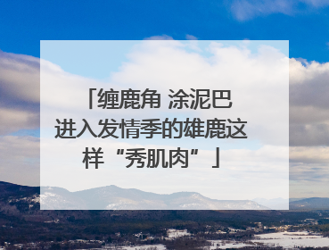 缠鹿角 涂泥巴 进入发情季的雄鹿这样“秀肌肉”