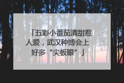 五彩小番茄清甜惹人爱，武汉种博会上好多“尖板眼”