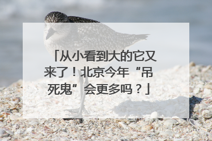 从小看到大的它又来了！北京今年“吊死鬼”会更多吗？