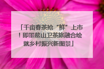 千亩春茶抢“鲜”上市！即墨鳌山卫茶旅融合绘就乡村振兴新图景