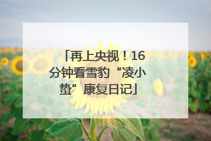 再上央视！16分钟看雪豹“凌小蛰”康复日记