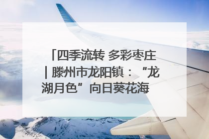四季流转 多彩枣庄｜滕州市龙阳镇：“龙湖月色”向日葵花海 绘就乡村振兴新画卷