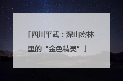 四川平武：深山密林里的“金色精灵”