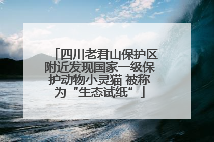 四川老君山保护区附近发现国家一级保护动物小灵猫 被称为“生态试纸”
