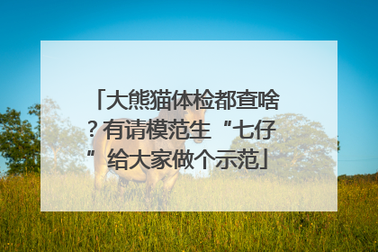 大熊猫体检都查啥？有请模范生“七仔”给大家做个示范