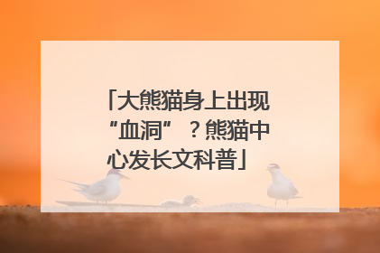 大熊猫身上出现“血洞”？熊猫中心发长文科普