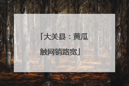 大关县：黄瓜触网销路宽