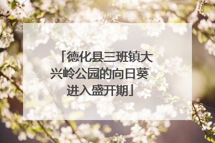 德化县三班镇大兴岭公园的向日葵进入盛开期