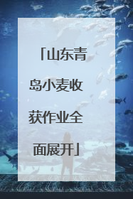 山东青岛小麦收获作业全面展开