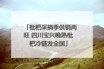 枇杷采摘季供销两旺 四川宝兴晚熟枇杷冷链发全国