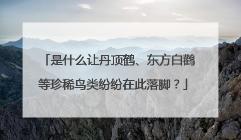 是什么让丹顶鹤、东方白鹳等珍稀鸟类纷纷在此落脚？