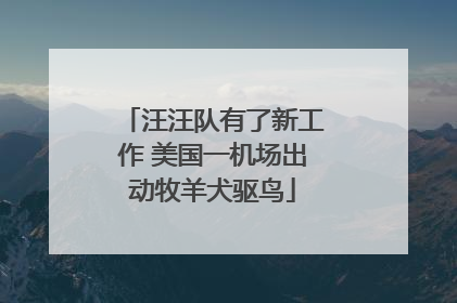 汪汪队有了新工作 美国一机场出动牧羊犬驱鸟