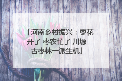 河南乡村振兴：枣花开了 枣农忙了 川塬古枣林一派生机