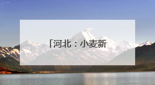 河北：小麦新品种助力农业高质量发展