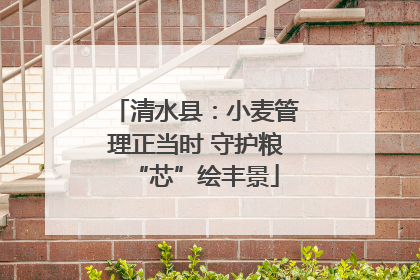 清水县：小麦管理正当时 守护粮“芯”绘丰景