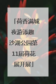 荷香满城夜游添趣 沙湖公园第11届荷花展开展