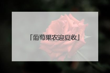 葡萄果农迎夏收
