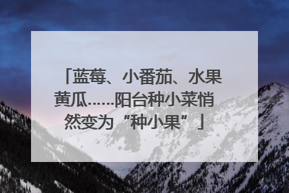 蓝莓、小番茄、水果黄瓜……阳台种小菜悄然变为“种小果”