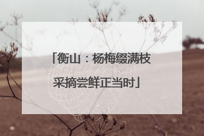 衡山：杨梅缀满枝 采摘尝鲜正当时