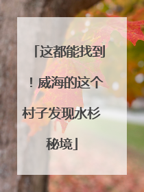 这都能找到！威海的这个村子发现水杉秘境