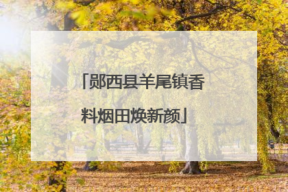 郧西县羊尾镇香料烟田焕新颜