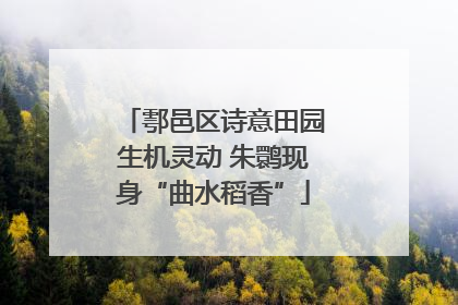 鄠邑区诗意田园生机灵动 朱鹮现身“曲水稻香”