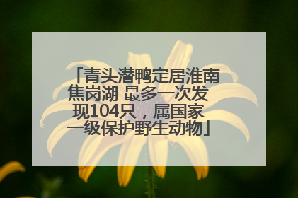 青头潜鸭定居淮南焦岗湖 最多一次发现104只，属国家一级保护野生动物
