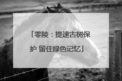 零陵：提速古树保护 留住绿色记忆