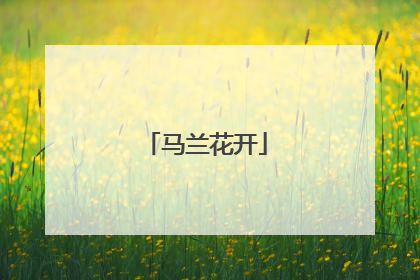 马兰花开