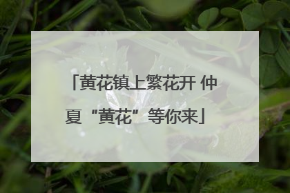 黄花镇上繁花开 仲夏“黄花”等你来
